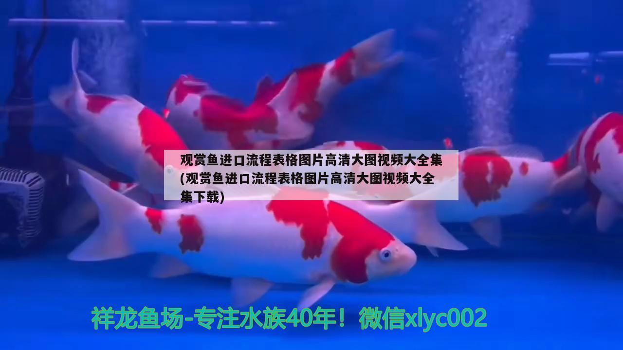 觀賞魚進(jìn)口流程表格圖片高清大圖視頻大全集(觀賞魚進(jìn)口流程表格圖片高清大圖視頻大全集下載) 觀賞魚進(jìn)出口