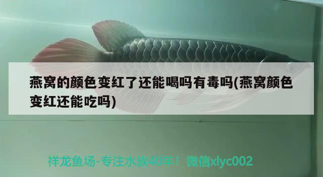 精品三紋虎魚(yú) 虎魚(yú)百科 第3張