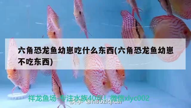 六角恐龍魚幼崽吃什么東西(六角恐龍魚幼崽不吃東西)