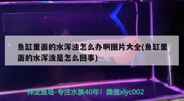 魚缸里面的水渾濁怎么辦啊圖片大全(魚缸里面的水渾濁是怎么回事)