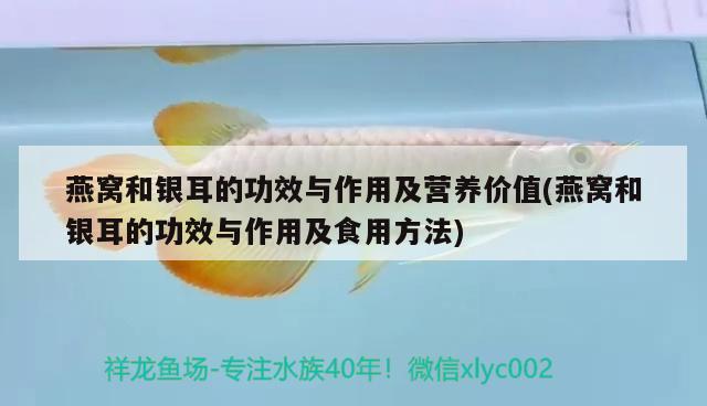 直紋飛鳳_直紋飛鳳_混養(yǎng)魚類_混養(yǎng)魚 白子銀版魚 第1張