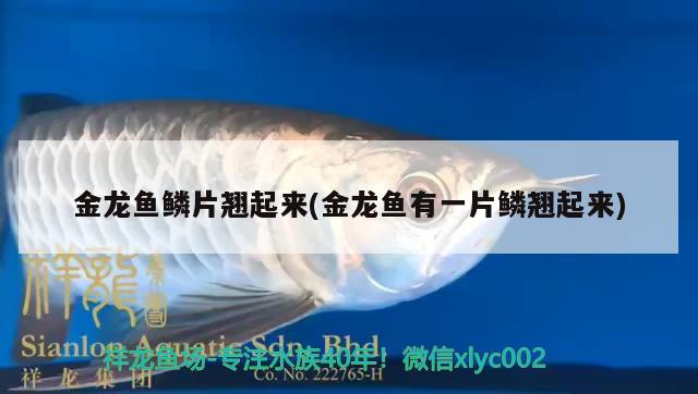 金龍魚(yú)鱗片翹起來(lái)(金龍魚(yú)有一片鱗翹起來(lái)) 黃金達(dá)摩魚(yú)