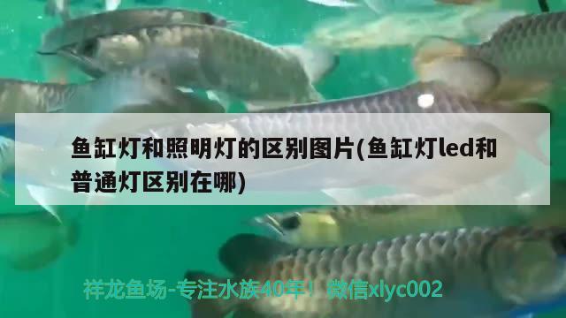 魚缸燈和照明燈的區(qū)別圖片(魚缸燈led和普通燈區(qū)別在哪) 祥龍龍魚專用水族燈