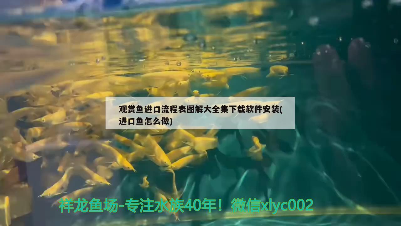 觀賞魚進(jìn)口流程表圖解大全集下載軟件安裝(進(jìn)口魚怎么做) 觀賞魚進(jìn)出口