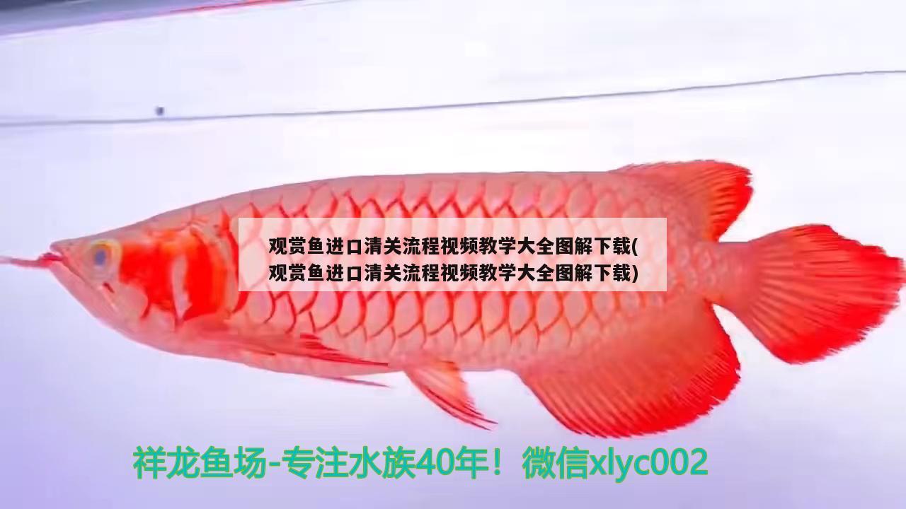 觀賞魚進口清關(guān)流程視頻教學(xué)大全圖解下載(觀賞魚進口清關(guān)流程視頻教學(xué)大全圖解下載)