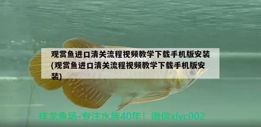 觀賞魚進口清關流程視頻教學下載手機版安裝(觀賞魚進口清關流程視頻教學下載手機版安裝)