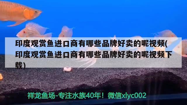 印度觀賞魚進口商有哪些品牌好賣的呢視頻(印度觀賞魚進口商有哪些品牌好賣的呢視頻下載) 觀賞魚進出口