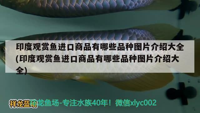 印度觀賞魚進(jìn)口商品有哪些品種圖片介紹大全(印度觀賞魚進(jìn)口商品有哪些品種圖片介紹大全) 觀賞魚進(jìn)出口