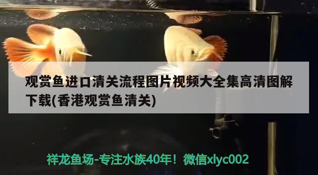 成都定做魚缸廠家有哪些地址電話（成都 魚缸） 錦鯉池魚池建設(shè) 第1張