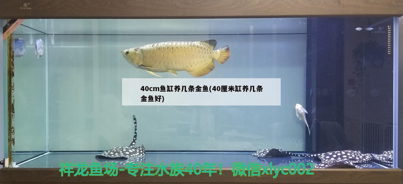 40cm魚缸養(yǎng)幾條金魚(40厘米缸養(yǎng)幾條金魚好) 紅龍魚百科