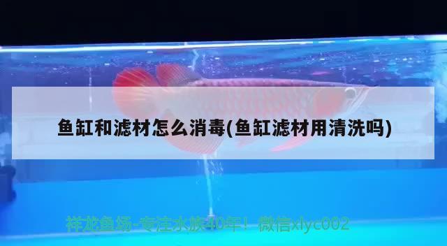 魚缸和濾材怎么消毒(魚缸濾材用清洗嗎) 高背金龍魚