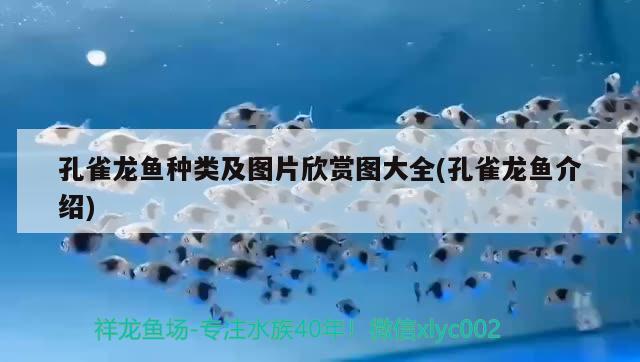 孔雀龍魚種類及圖片欣賞圖大全(孔雀龍魚介紹) 白子銀版魚苗