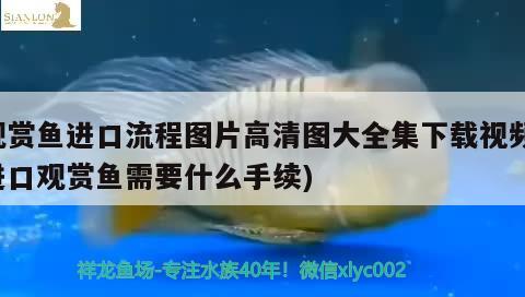 觀賞魚進口流程圖片高清圖大全集下載視頻(進口觀賞魚需要什么手續(xù)) 觀賞魚進出口