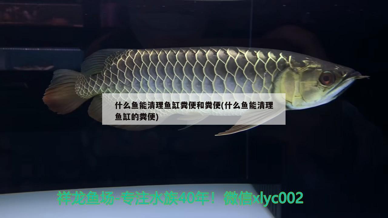 什么魚(yú)能清理魚(yú)缸糞便和糞便(什么魚(yú)能清理魚(yú)缸的糞便) 粗線銀版魚(yú)