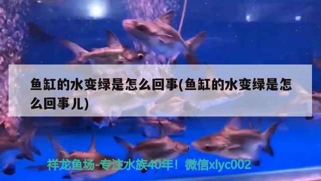 魚缸的水變綠是怎么回事(魚缸的水變綠是怎么回事兒) 廣州祥龍國際水族貿(mào)易