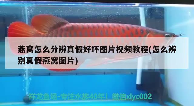 銀龍魚(yú)身上有紅斑像出血了是怎么回事銀龍魚(yú)變紅了還有治嗎，銀龍魚(yú)變紅是怎么回事？