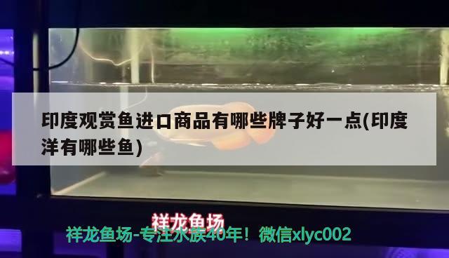 印度觀賞魚(yú)進(jìn)口商品有哪些牌子好一點(diǎn)(印度洋有哪些魚(yú)) 觀賞魚(yú)進(jìn)出口