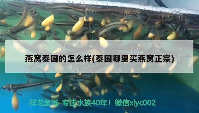 鸚鵡魚品種 鸚鵡魚 第2張