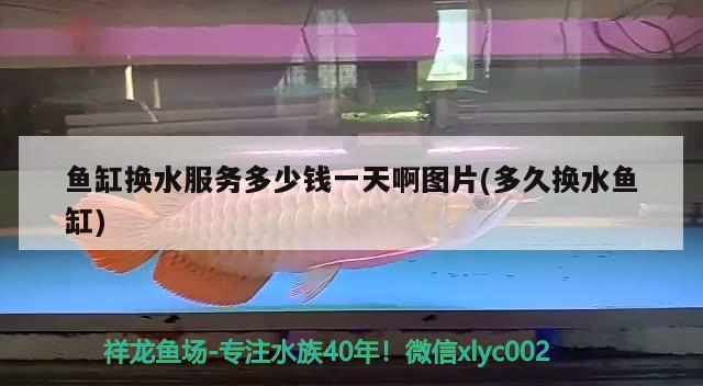 魚缸換水服務多少錢一天啊圖片(多久換水魚缸) 肺魚