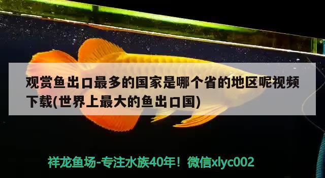 大同龍魚:龍魚多久繁殖 觀賞魚企業(yè)目錄 第2張