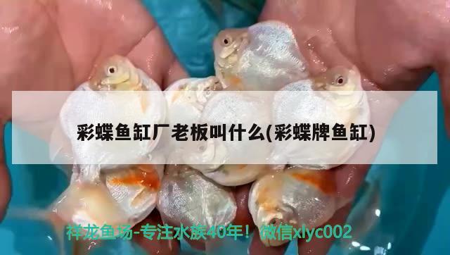 彩蝶魚缸廠老板叫什么(彩蝶牌魚缸) 翡翠鳳凰魚 第2張