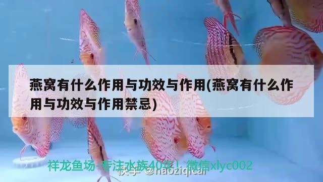 最漂亮的紅龍魚是什么魚圖片大全（品相好的紅龍魚） 黃寬帶蝴蝶魚 第1張