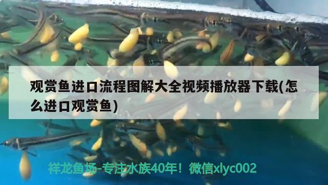 觀賞魚(yú)進(jìn)口流程圖解大全視頻播放器下載(怎么進(jìn)口觀賞魚(yú)) 觀賞魚(yú)進(jìn)出口