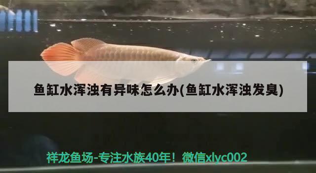 魚缸水渾濁有異味怎么辦(魚缸水渾濁發(fā)臭) 元寶鯽