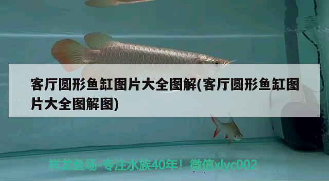 客廳圓形魚缸圖片大全圖解(客廳圓形魚缸圖片大全圖解圖) 虎斑恐龍魚