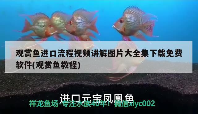 觀賞魚進(jìn)口流程視頻講解圖片大全集下載免費軟件(觀賞魚教程)