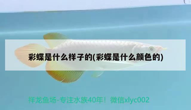 彩蝶是什么樣子的(彩蝶是什么顏色的) 大正錦鯉魚