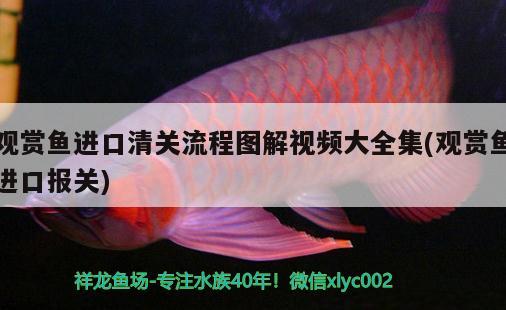 觀賞魚(yú)進(jìn)口清關(guān)流程圖解視頻大全集(觀賞魚(yú)進(jìn)口報(bào)關(guān))