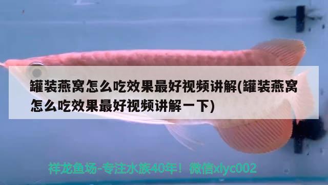 銀龍魚眼睛有白膜是什么原因引起的（銀龍魚眼睛有白膜是什么原因引起的圖片） 銀龍魚 第1張