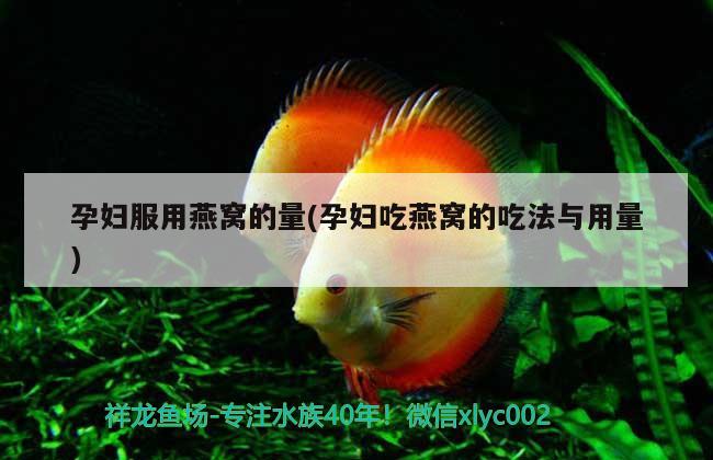 彩虹雷龍魚怎么養(yǎng)都怕人怎么辦(彩虹雷龍魚好養(yǎng)嗎) 紅眼黃化幽靈火箭魚|皇家火箭魚 第2張