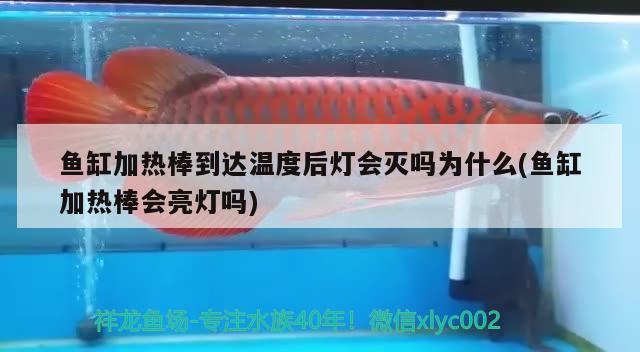 老魚匠殺菌燈和仟湖哪個好 老漁匠殺菌燈 蝴蝶鯉魚苗