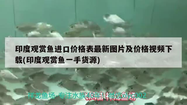 發(fā)發(fā)以前的魚印尼大三紋睥睨泰虎體型 泰國虎魚 第4張