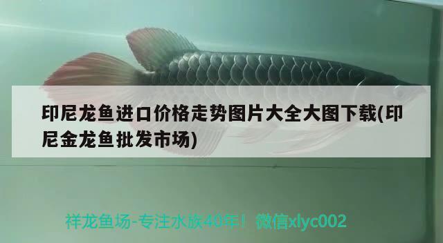 印尼龍魚(yú)進(jìn)口價(jià)格走勢(shì)圖片大全大圖下載(印尼金龍魚(yú)批發(fā)市場(chǎng)) 龍魚(yú)批發(fā)