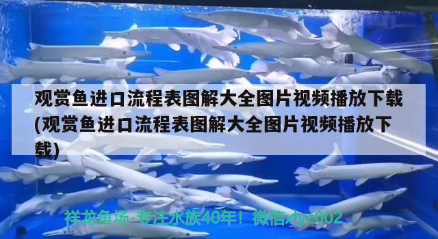 觀賞魚進(jìn)口流程表圖解大全圖片視頻播放下載(觀賞魚進(jìn)口流程表圖解大全圖片視頻播放下載) 觀賞魚進(jìn)出口