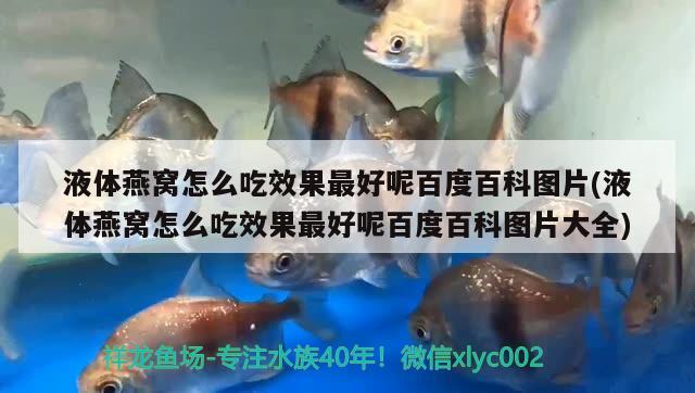 液體燕窩怎么吃效果最好呢百度百科圖片(液體燕窩怎么吃效果最好呢百度百科圖片大全) 馬來(lái)西亞燕窩