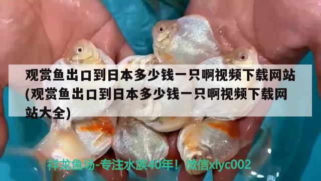 觀賞魚出口到日本多少錢一只啊視頻下載網(wǎng)站(觀賞魚出口到日本多少錢一只啊視頻下載網(wǎng)站大全) 觀賞魚進(jìn)出口