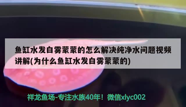 魚缸水發(fā)白霧蒙蒙的怎么解決純凈水問題視頻講解(為什么魚缸水發(fā)白霧蒙蒙的) 祥龍進(jìn)口元寶鳳凰魚