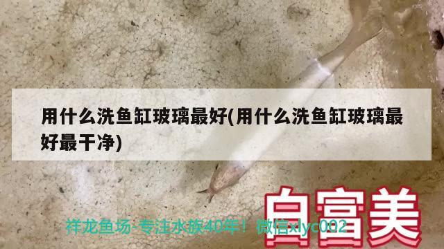 龜丞相篡位 烏龜 第2張