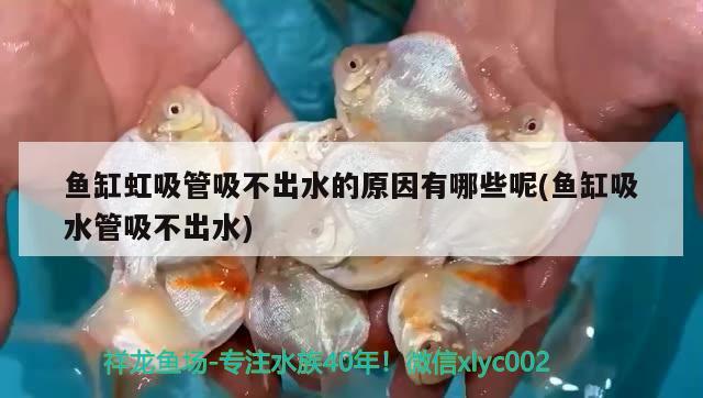 新手想深下水請教大神幾個問題 申古銀版魚 第1張