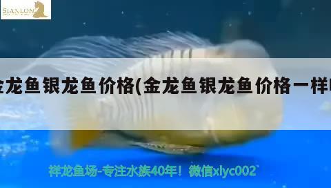 金龍魚銀龍魚價(jià)格(金龍魚銀龍魚價(jià)格一樣嗎)