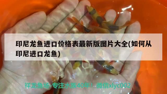 印尼龍魚進口價格表最新版圖片大全(如何從印尼進口龍魚) 觀賞魚進出口