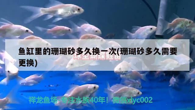 魚缸里的珊瑚砂多久換一次(珊瑚砂多久需要更換)