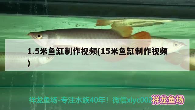 六角恐龍魚幼體怎么養(yǎng)（六角恐龍魚喂食規(guī)律） 黃金夢幻雷龍魚 第1張