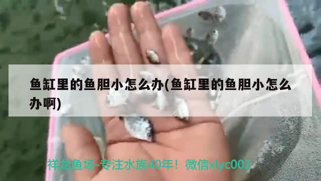 魚缸里的魚膽小怎么辦(魚缸里的魚膽小怎么辦啊) 觀賞魚魚苗