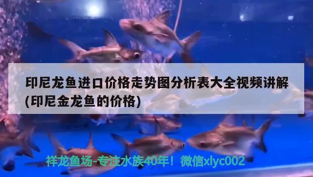 印尼龍魚進(jìn)口價格走勢圖分析表大全視頻講解(印尼金龍魚的價格) 觀賞魚進(jìn)出口