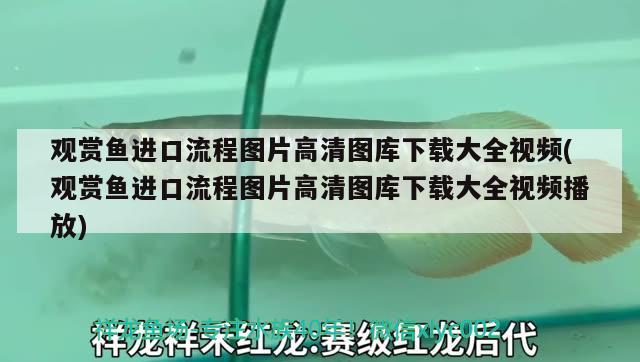 觀賞魚進口流程圖片高清圖庫下載大全視頻(觀賞魚進口流程圖片高清圖庫下載大全視頻播放)